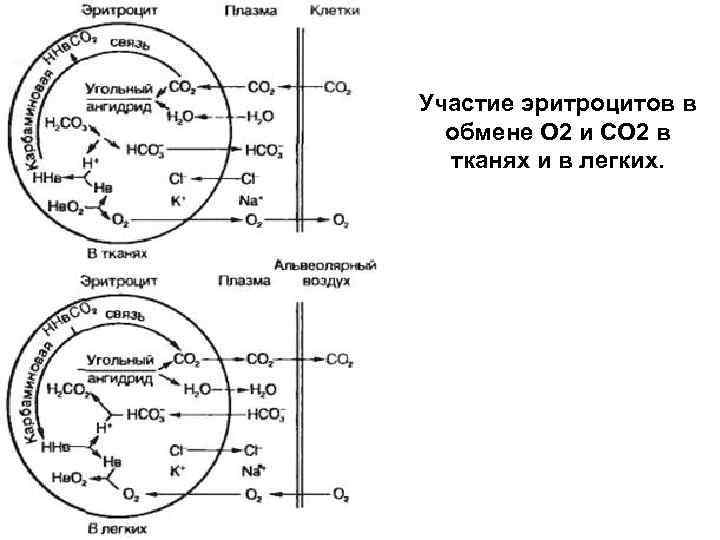 Перенос углекислого газа. Схема переноса углекислого газа кровью. Схема транспорта кислорода и углекислого газа кровью. Схема переноса кислорода и углекислого газа гемоглобином. Транспорт кислорода и диоксида углерода схема.