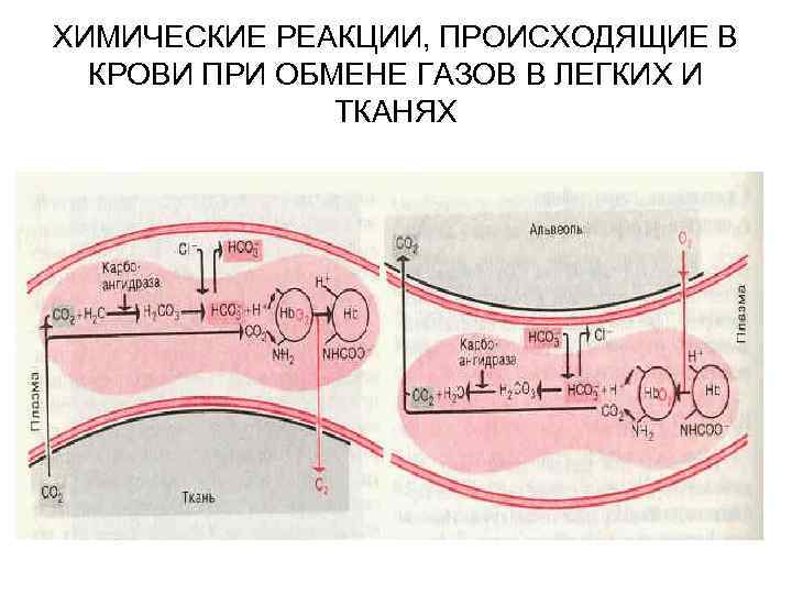 ХИМИЧЕСКИЕ РЕАКЦИИ, ПРОИСХОДЯЩИЕ В  КРОВИ ПРИ ОБМЕНЕ ГАЗОВ В ЛЕГКИХ И  