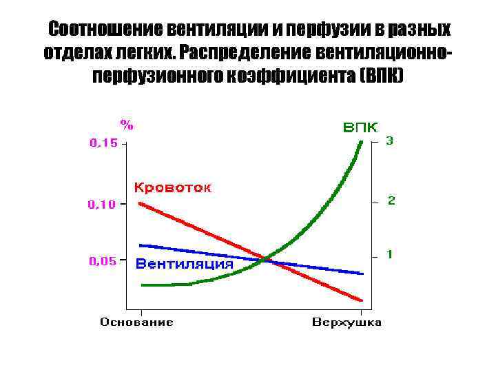 Соотношение вентиляции и перфузии в разных отделах легких. Распределение вентиляционно- перфузионного коэффициента (ВПК) 