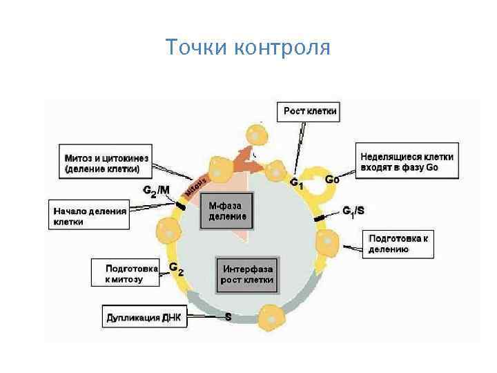 Точки контроля 