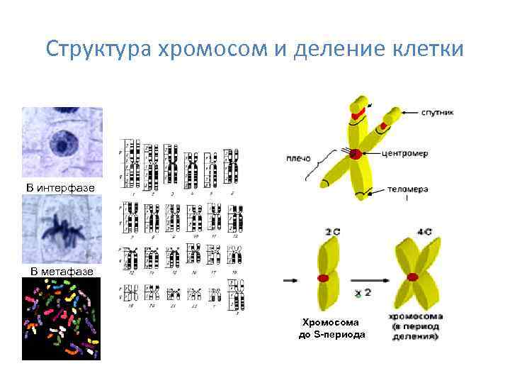   Структура хромосом и деление клетки В интерфазе В метафазе   