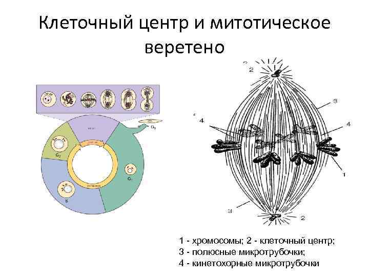 Клеточный центр и митотическое  веретено    1 - хромосомы; 2 -