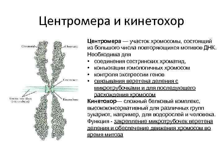 Центромера и кинетохор  Центромера — участок хромосомы, состоящий   из большого числа