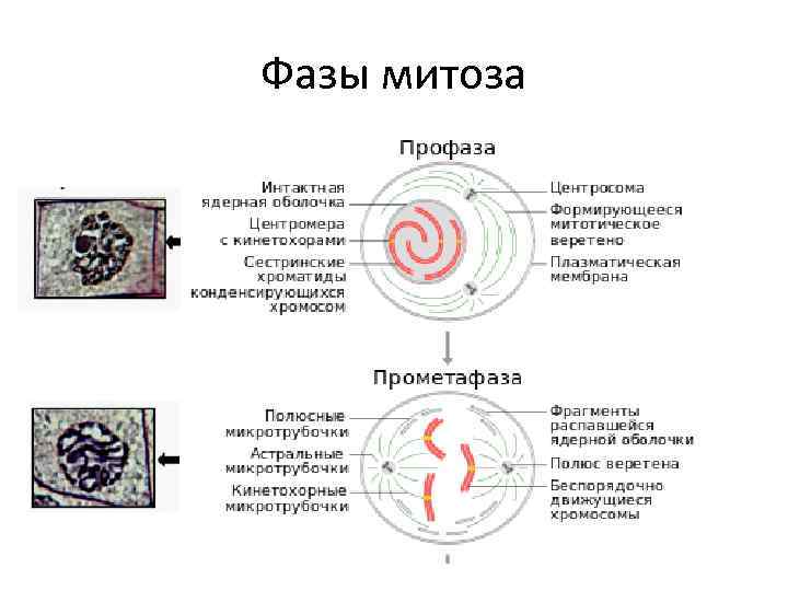 Фазы митоза 