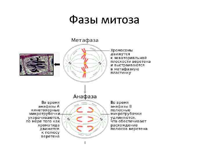 Фазы митоза 