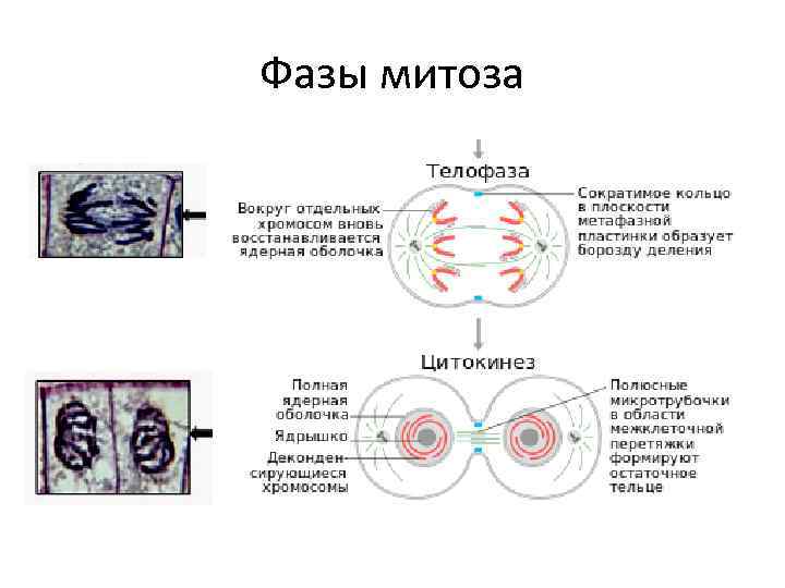 Фазы митоза 