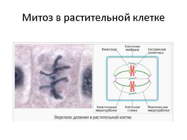 Митоз в растительной клетке 