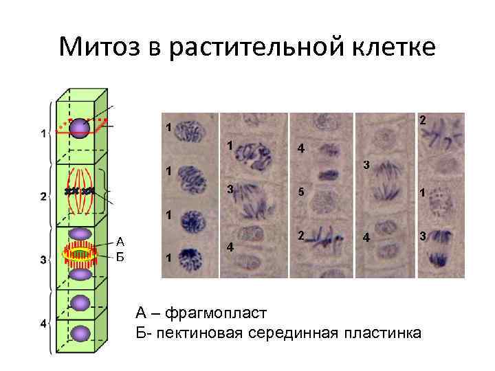 Митоз в растительной клетке   А Б  А – фрагмопласт  