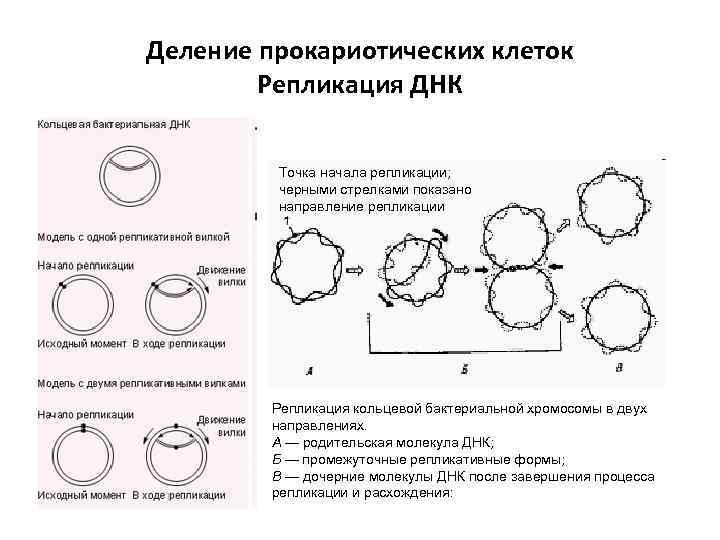Деление прокариотических клеток   Репликация ДНК  Точка начала репликации;  черными стрелками