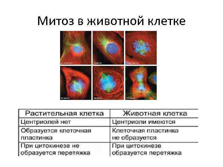 Митоз в животной клетке 