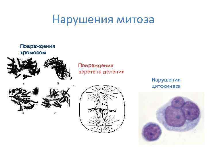    Нарушения митоза Повреждения хромосом    Повреждения   