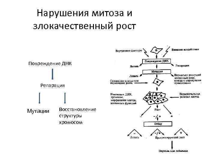  Нарушения митоза и злокачественный рост  Повреждение ДНК  Репарация  Мутации 