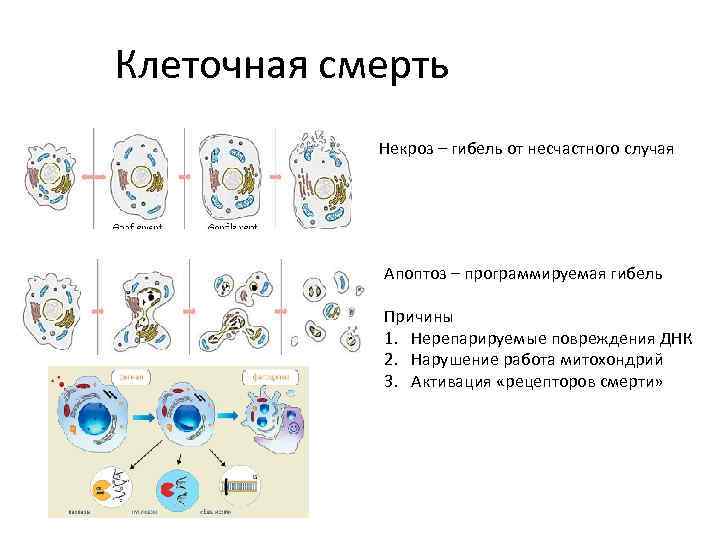 Клеточная смерть   Некроз – гибель от несчастного случая   Апоптоз –