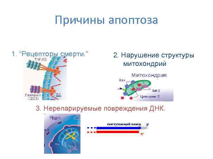   Причины апоптоза 1. “Рецепторы смерти. ”  2. Нарушение структуры  