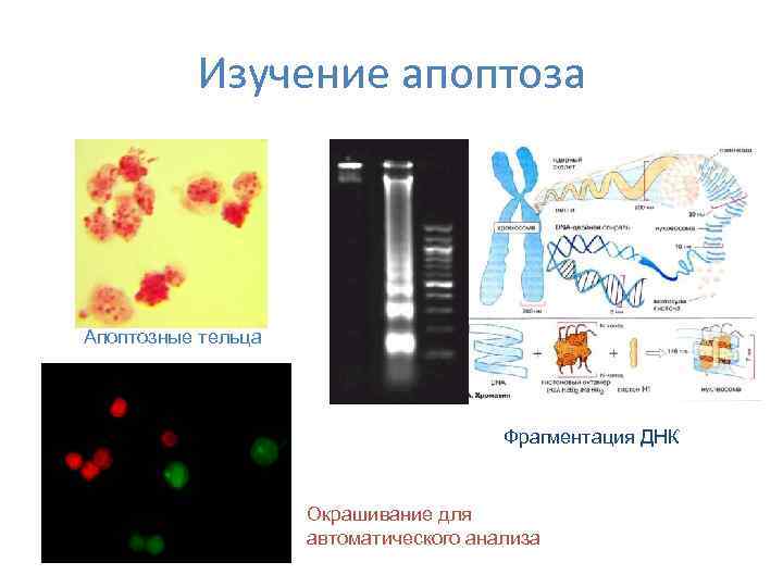    Изучение апоптоза Апоптозные тельца    Фрагментация ДНК  
