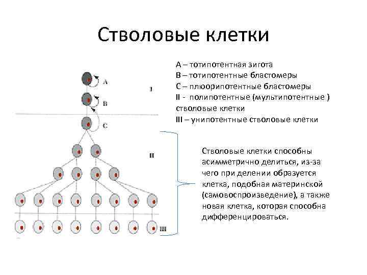 Стволовые клетки  А – тотипотентная зигота  В – тотипотентные бластомеры  С