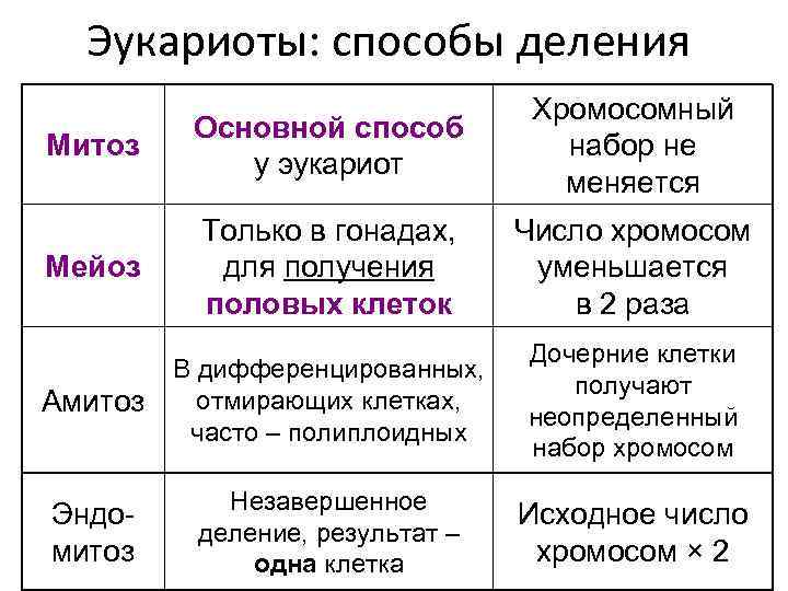  Эукариоты: способы деления      Хромосомный  Основной способ Митоз