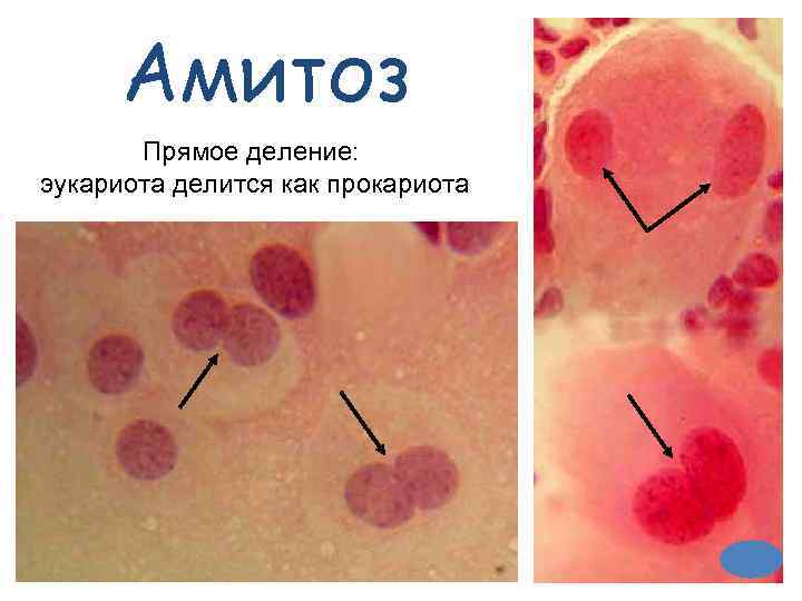  Амитоз  Прямое деление:  эукариота делится как прокариота 