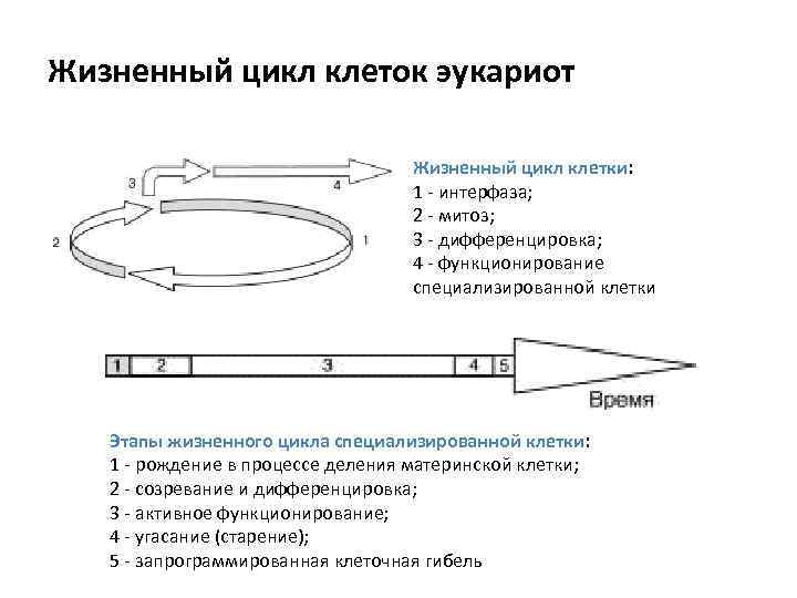 Жизненный цикл клеток эукариот       Жизненный цикл клетки: 