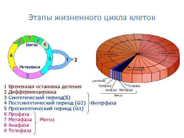   Этапы жизненного цикла клеток 1  Временная остановка деления 2  Диффериенцировка