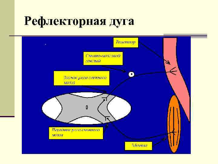 Рефлекторная дуга Рефлекторная дуга