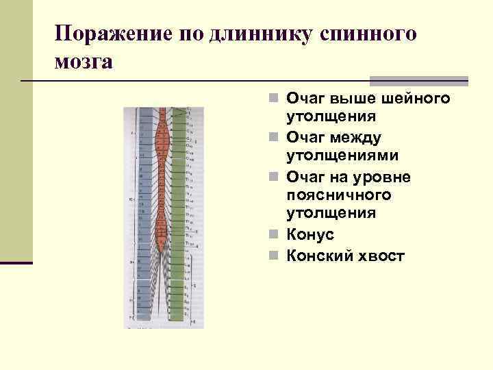 Рефлекторно двигательные функции неврология презентация