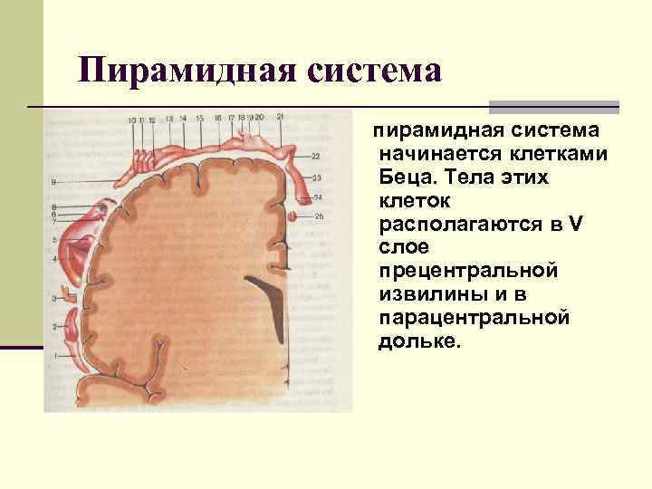 Клетки беца. Пирамидальные клетки. Гигантские пирамидные клетки. Гигантские клетки Беца. Пирамидная система клетки Беца.