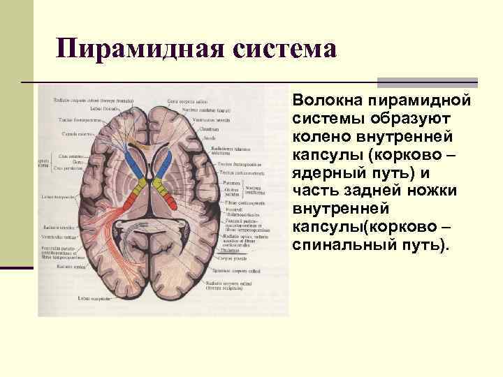 Внутренняя капсула пути волокон схема