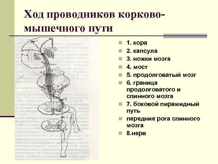 Корково спинномозговой путь схема