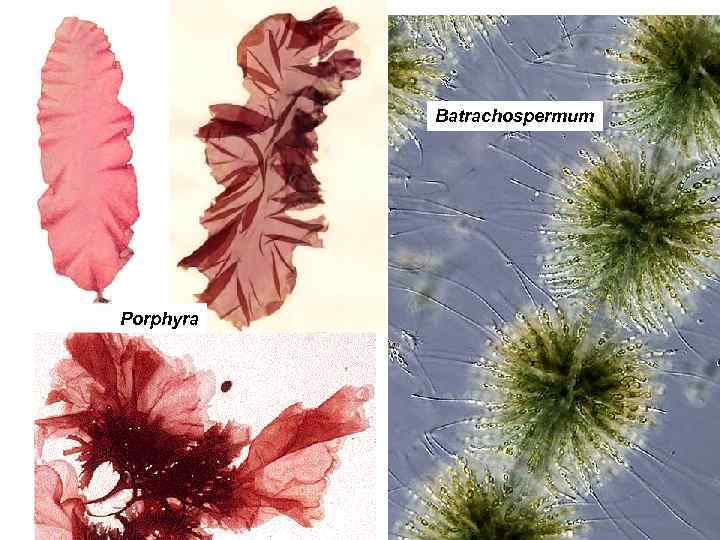   Batrachospermum Porphyra 