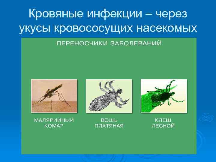  Кровяные инфекции – через укусы кровососущих насекомых 