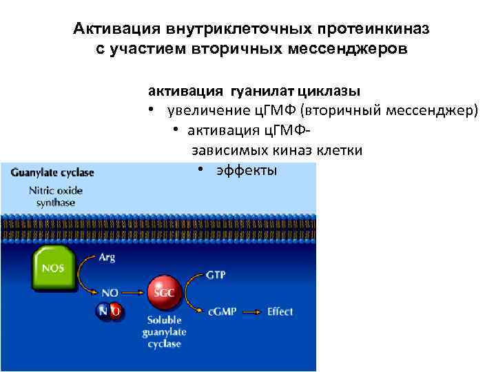 Активация внутриклеточных протеинкиназ  с участием вторичных мессенджеров   активация гуанилат циклазы 