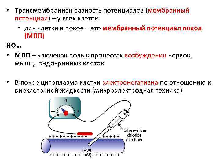  • Трансмембранная разность потенциалов (мембранный  потенциал) – у всех клеток: • для