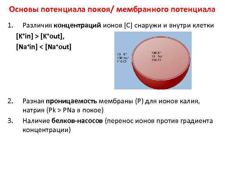 Основы потенциала покоя/ мембранного потенциала 1. Различия концентраций ионов [С] снаружи и внутри клетки