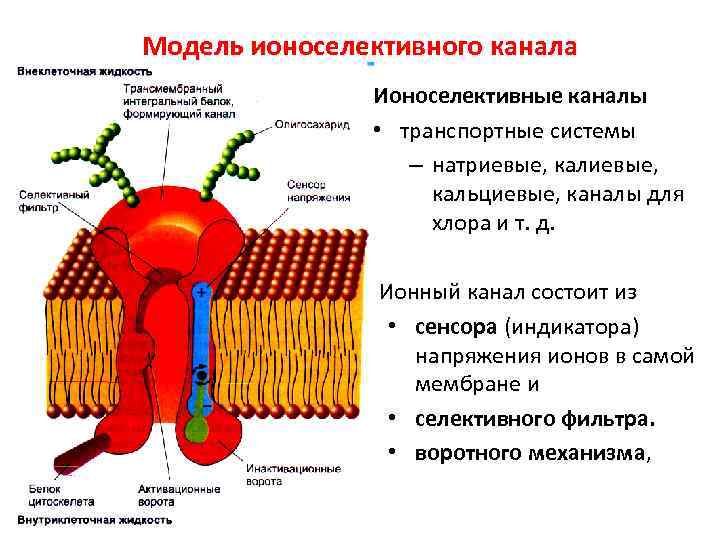 Модель ионоселективного канала    Ионоселективные каналы   • транспортные системы 