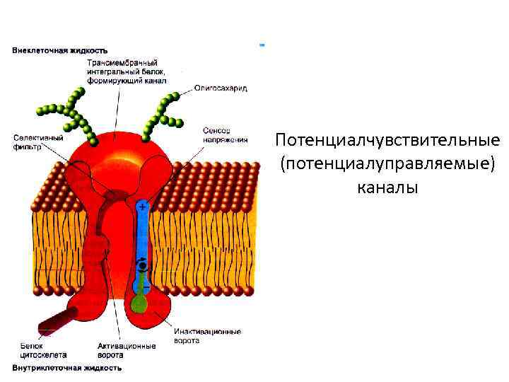 Потенциалчувствительные (потенциалуправляемые)   каналы 