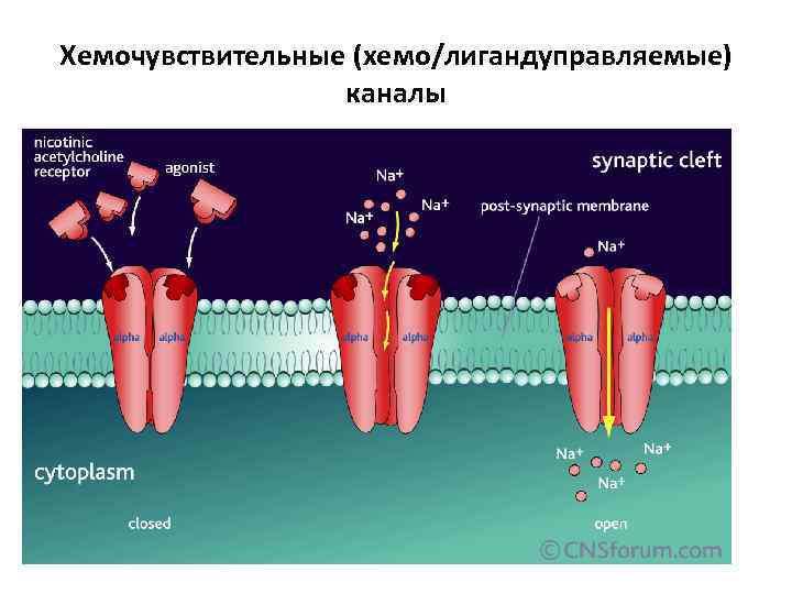 Хемочувствительные (хемо/лигандуправляемые)    каналы 