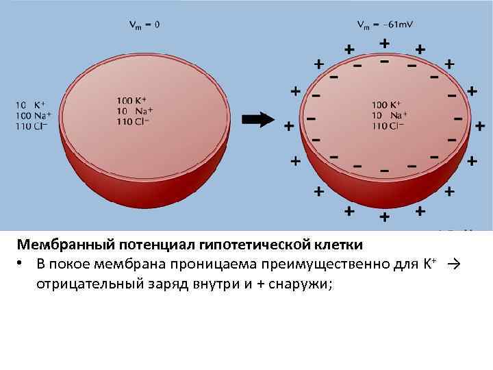 Мембранный потенциал гипотетической клетки • В покое мембрана проницаема преимущественно для K+  →