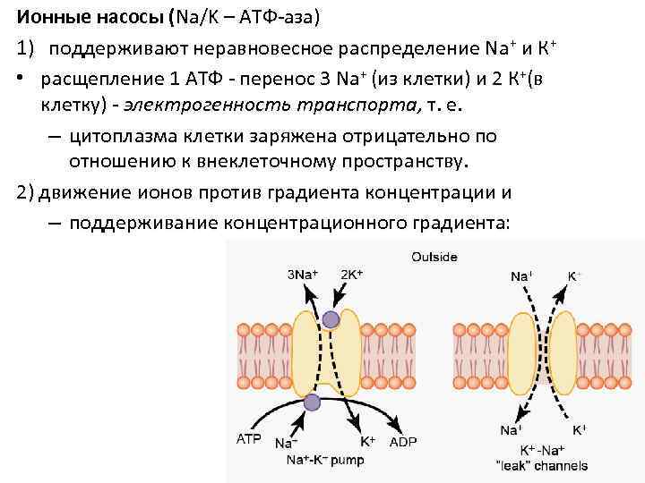 Ионные насосы (Na/K – АТФ-аза) 1) поддерживают неравновесное распределение Na+ и К+  •