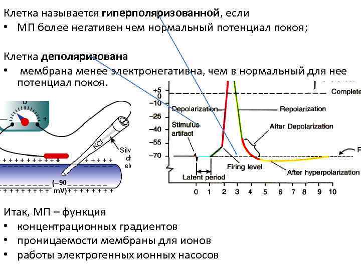 Клетка называется гиперполяризованной, если • МП более негативен чем нормальный потенциал покоя;  Клетка