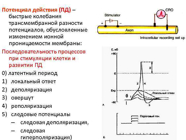 Потенциал действия (ПД) –  быстрые колебания трансмембранной разности потенциалов, обусловленные изменением ионной проницаемости