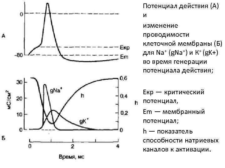  • Потенциал действия (А)  и • изменение  проводимости  клеточной мембраны
