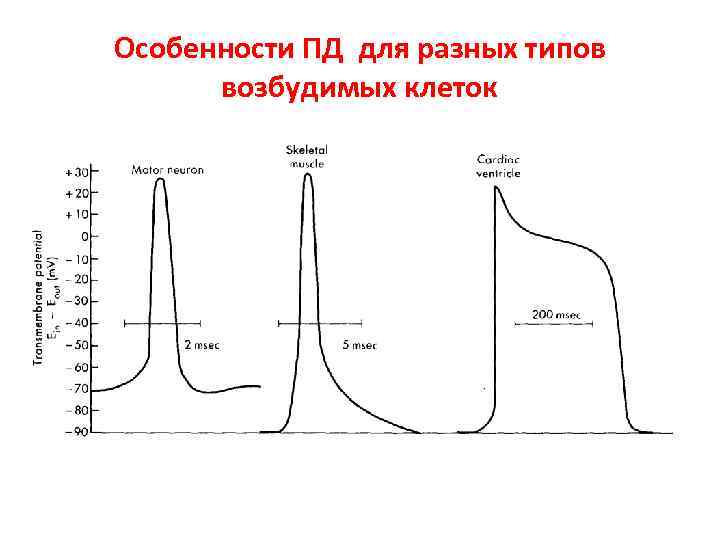 Особенности ПД для разных типов  возбудимых клеток 