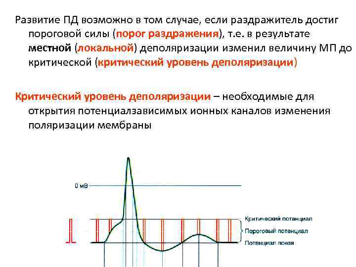 Развитие ПД возможно в том случае, если раздражитель достиг  пороговой силы (порог раздражения),