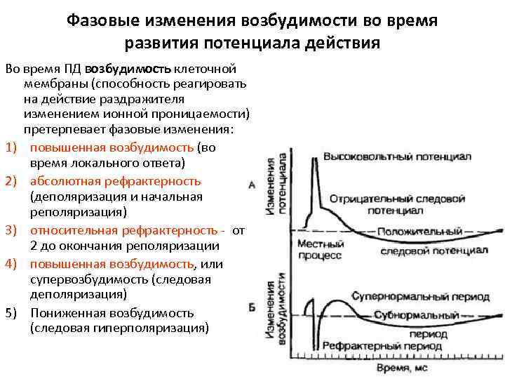 Фазы потенциала действия и возбудимости. Фазовые изменения возбудимости при возбуждении. График потенциала действия. Фазы потенциала действия физиология график. Пд физиология.