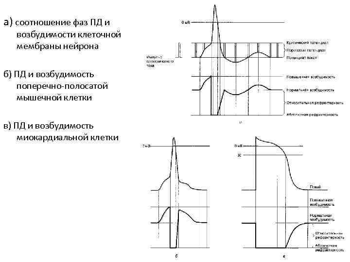 а) соотношение фаз ПД и  возбудимости клеточной  мембраны нейрона б) ПД и