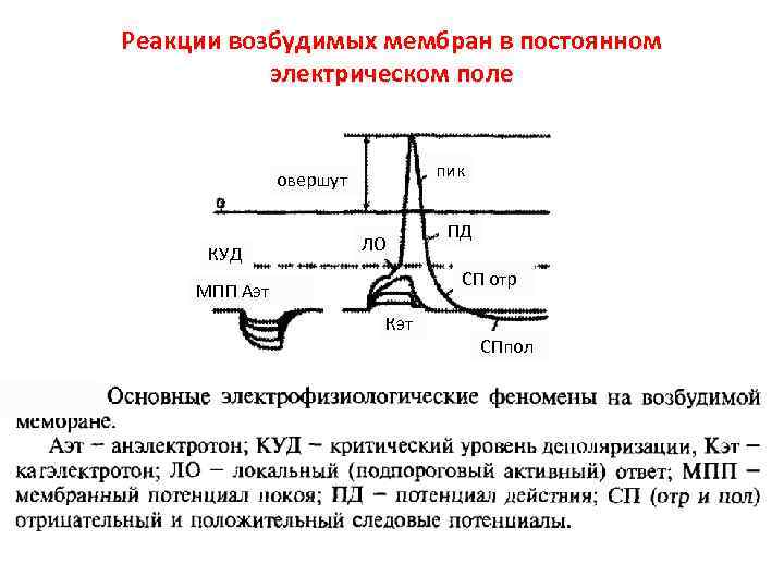 Реакции возбудимых мембран в постоянном  электрическом поле      пик
