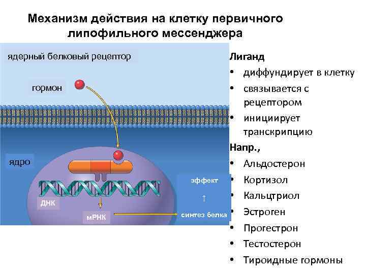   Механизм действия на клетку первичного   липофильного мессенджера ядерный белковый рецептор
