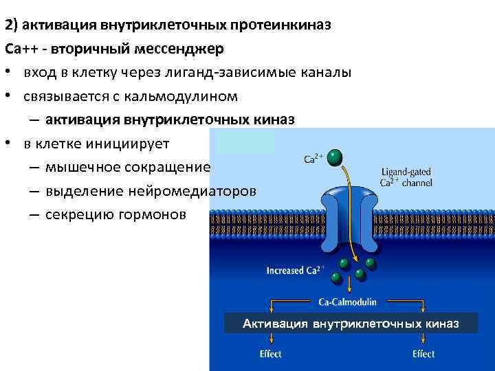 2) активация внутриклеточных протеинкиназ Са++ - вторичный мессенджер • вход в клетку через лиганд-зависимые