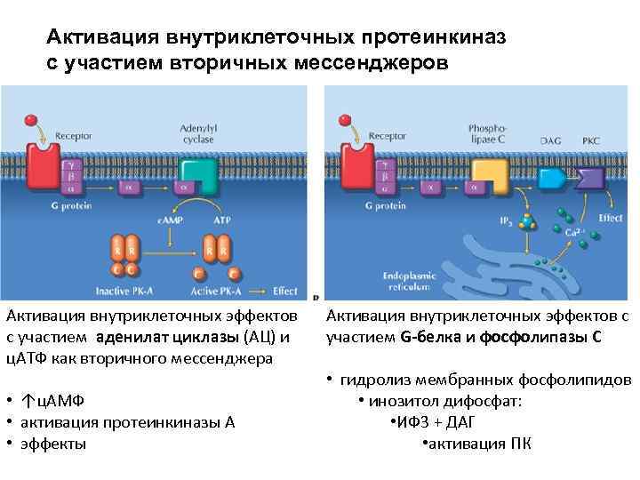   Активация внутриклеточных протеинкиназ с участием вторичных мессенджеров Активация внутриклеточных эффектов с с